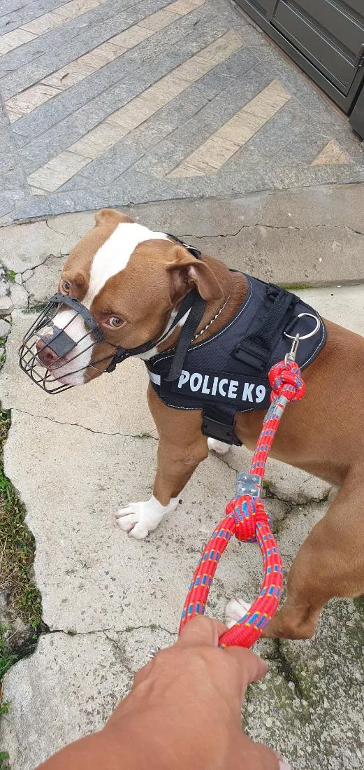 Cachorro raça Pit-Bull idade 4 anos nome Zeus 