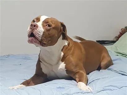 Cachorro raça Pit-Bull idade 4 anos nome Zeus 