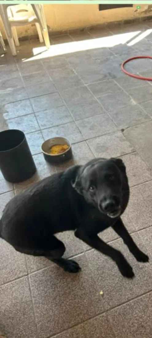 Cachorro raça SRD-ViraLata idade 3 anos nome baily