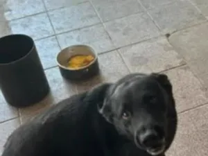 Cachorro raça SRD-ViraLata idade 3 anos nome baily