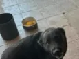baily