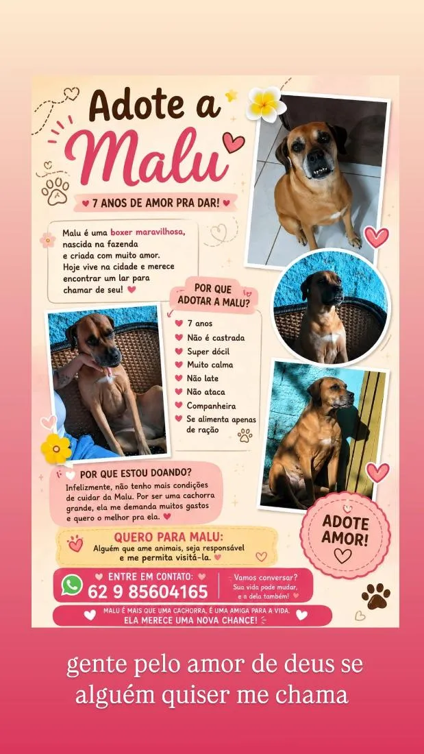 Cachorro raça Boxer idade 6 ou mais anos nome Malu