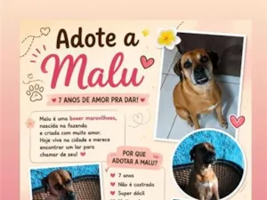 Cachorro raça Boxer idade 6 ou mais anos nome Malu