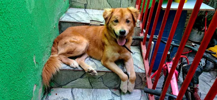 Cachorro raça SRD-ViraLata idade 1 ano nome Duque 