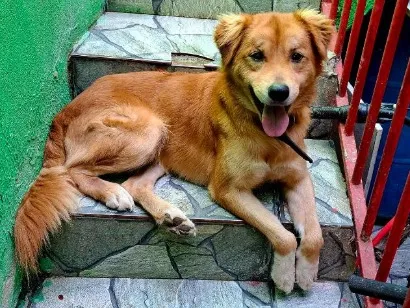 Cachorro raça SRD-ViraLata idade 1 ano nome Duque 