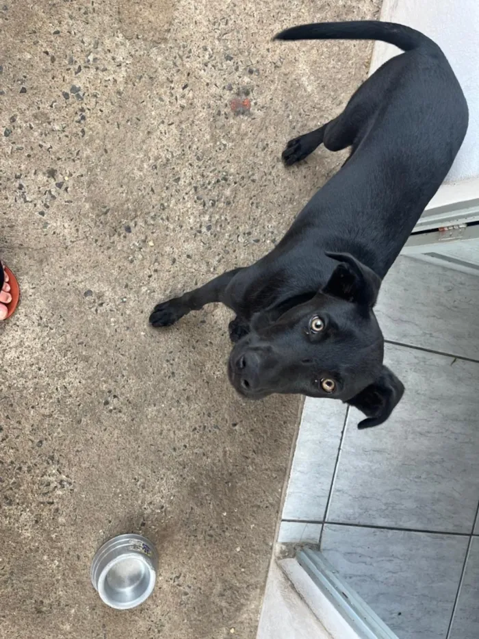 Cachorro raça SRD-ViraLata idade 7 a 11 meses nome Catota 