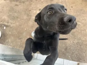 Cachorro raça SRD-ViraLata idade 7 a 11 meses nome Catota 
