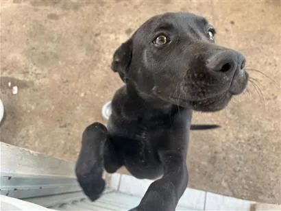 Cachorro raça SRD-ViraLata idade 7 a 11 meses nome Catota 