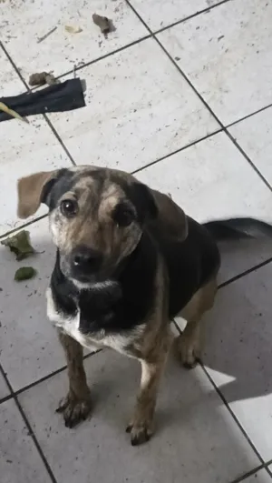Cachorro raça SRD-ViraLata idade 1 ano nome aurora