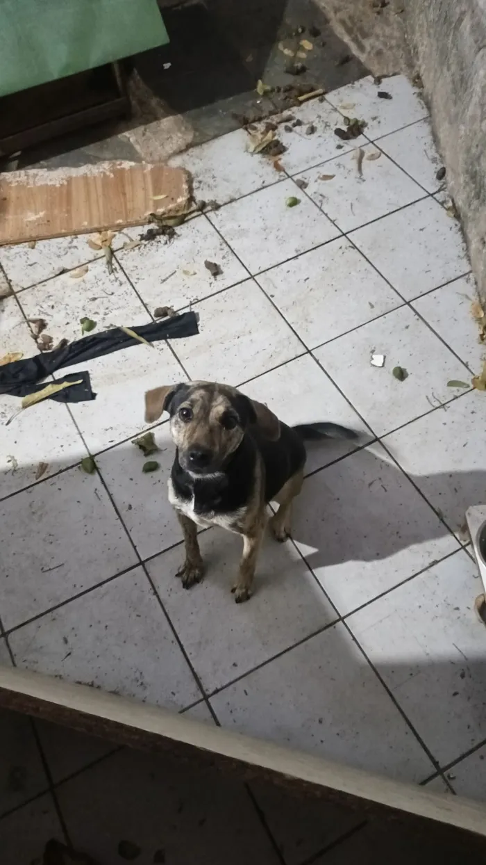 Cachorro raça SRD-ViraLata idade 1 ano nome aurora