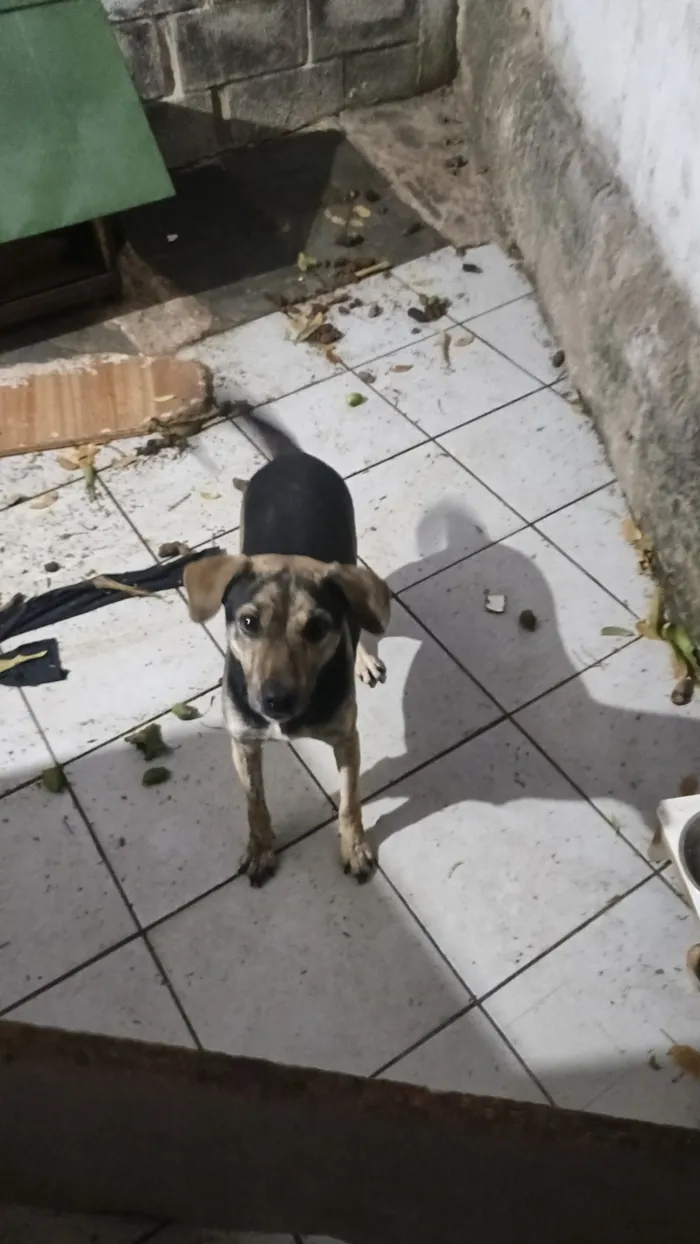 Cachorro raça SRD-ViraLata idade 1 ano nome aurora