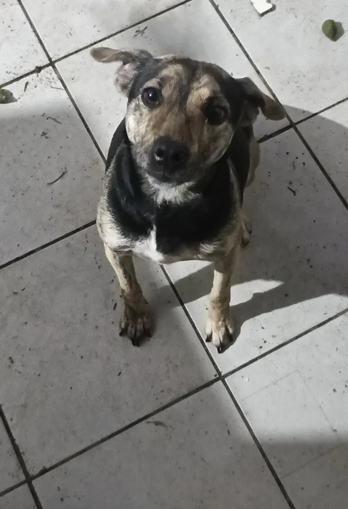 Cachorro raça SRD-ViraLata idade 1 ano nome aurora