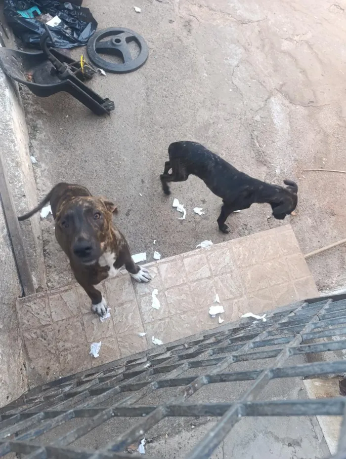 Cachorro raça SRD-ViraLata idade 2 a 6 meses nome não tem nome 
