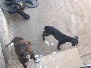Cachorro raça SRD-ViraLata idade 2 a 6 meses nome não tem nome 