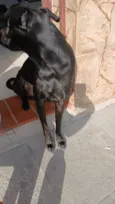 Banguela