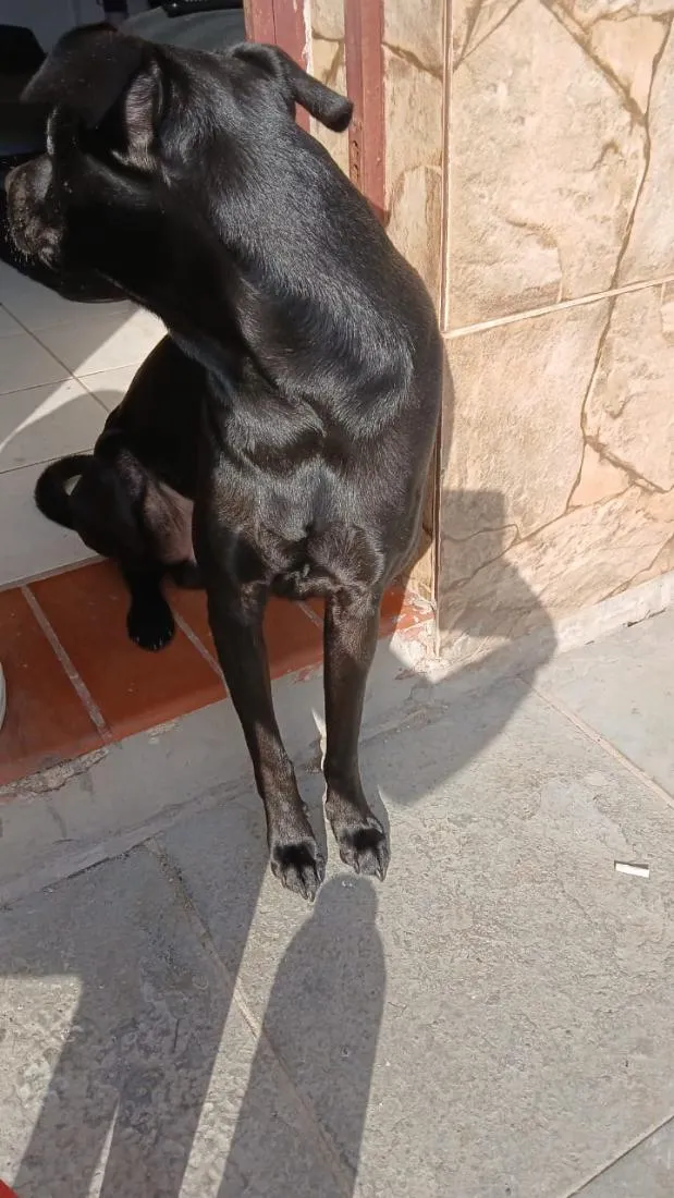 Cachorro raça Labrador idade 3 anos nome Banguela