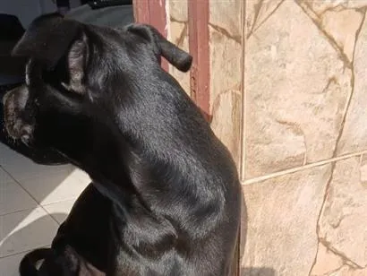 Cachorro raça Labrador idade 3 anos nome Banguela