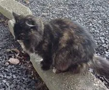 Gato raça SRD-ViraLata idade 2 a 6 meses nome LILITH