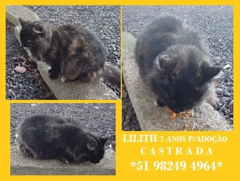 Gato raça SRD-ViraLata idade 2 a 6 meses nome LILITH