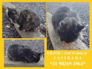 Gato raça SRD-ViraLata idade 2 a 6 meses nome LILITH