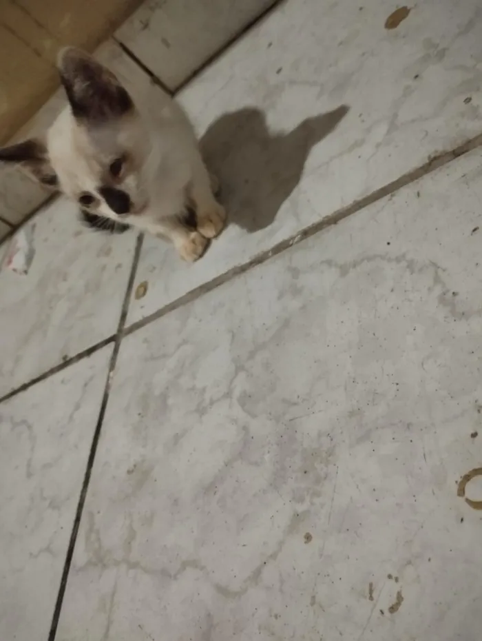 Gato raça SRD-ViraLata idade Abaixo de 2 meses nome branquinho