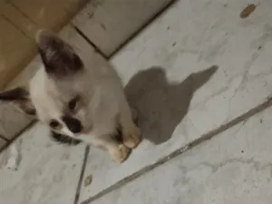 Gato raça SRD-ViraLata idade Abaixo de 2 meses nome branquinho