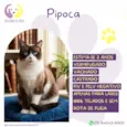 Pipoca