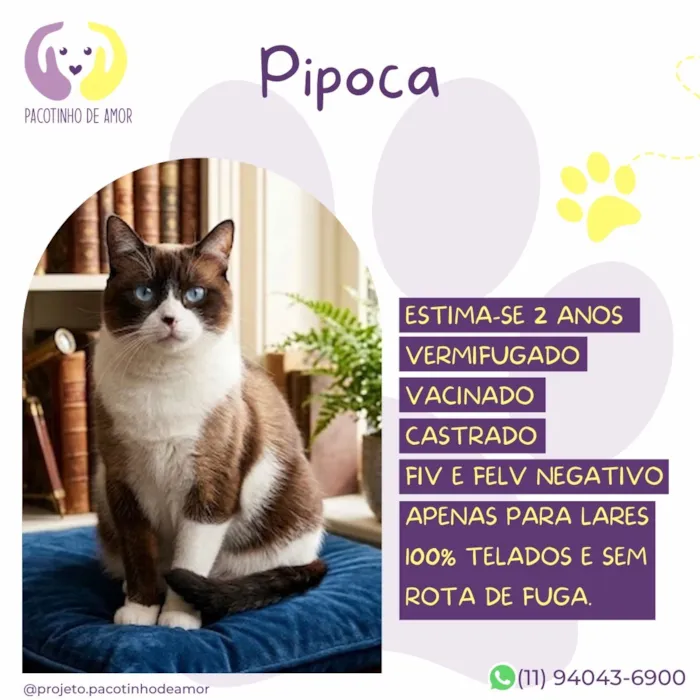 Gato raça SRD-ViraLata idade 2 anos nome Pipoca