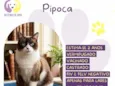 Pipoca