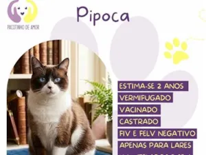 Gato raça SRD-ViraLata idade 2 anos nome Pipoca