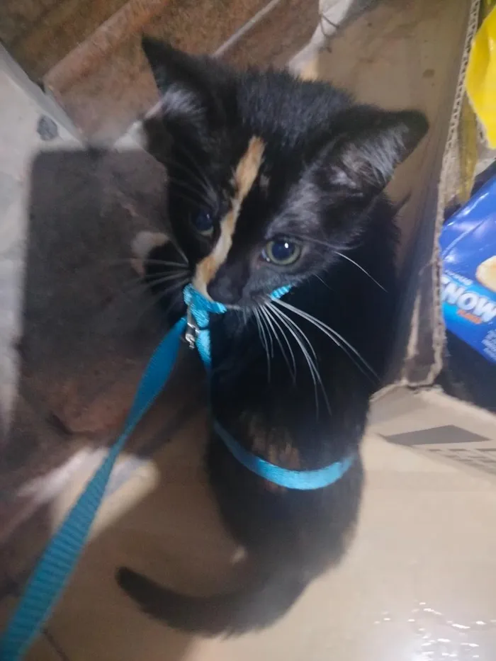 Gato raça . idade  nome Apagado