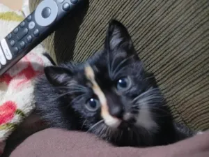 Gato raça . idade  nome Apagado
