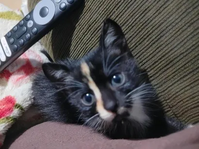 Gato raça . idade  nome Apagado
