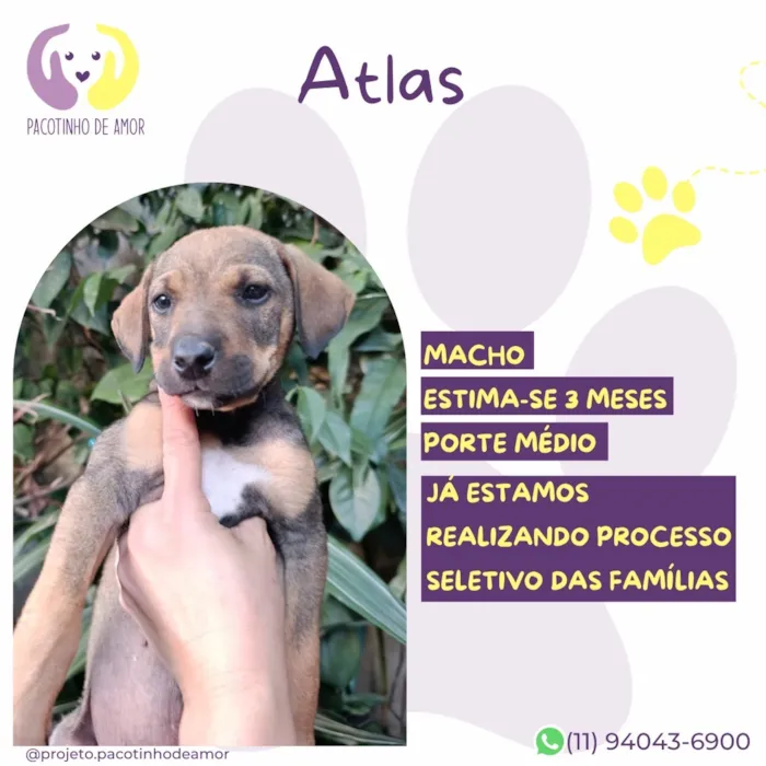 Cachorro raça SRD-ViraLata idade 2 a 6 meses nome Atlas