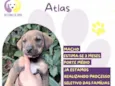 Atlas