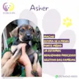 Asher