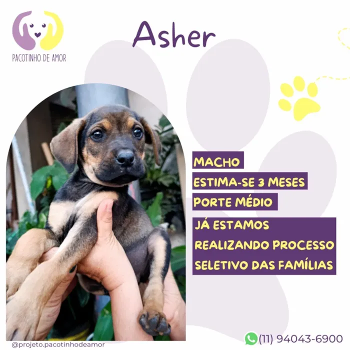 Cachorro raça SRD-ViraLata idade 2 a 6 meses nome Asher