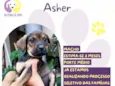 Asher