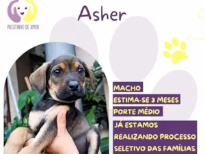 Cachorro raça SRD-ViraLata idade 2 a 6 meses nome Asher