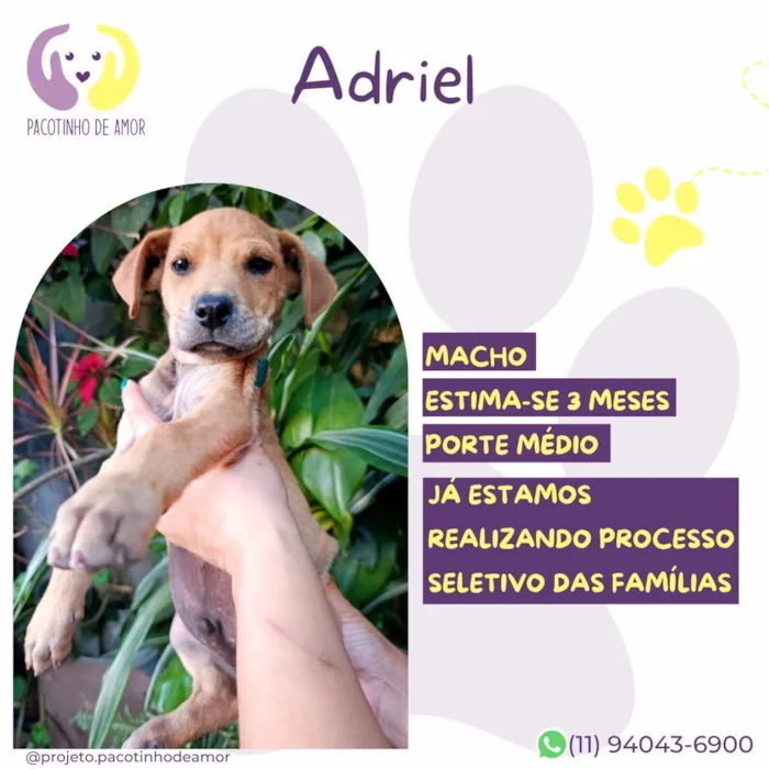 Cachorro raça SRD-ViraLata idade 2 a 6 meses nome Adriel
