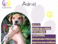 Adriel