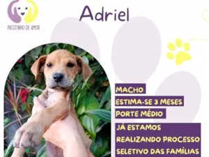Cachorro raça SRD-ViraLata idade 2 a 6 meses nome Adriel