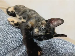 Gato raça SRD-ViraLata idade 2 a 6 meses nome Stella