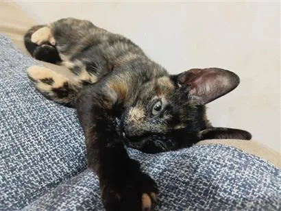 Gato raça SRD-ViraLata idade 2 a 6 meses nome Stella