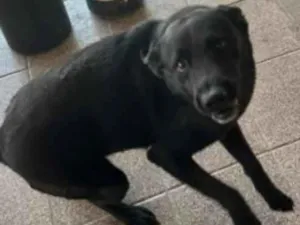 Cachorro raça SRD-ViraLata idade 3 anos nome baily