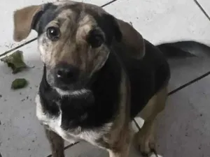 Cachorro raça SRD-ViraLata idade 1 ano nome aurora