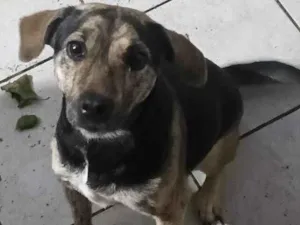 Cachorro raça SRD-ViraLata idade 1 ano nome aurora