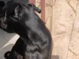 Banguela