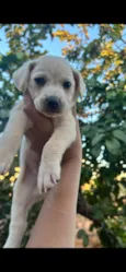 Amora