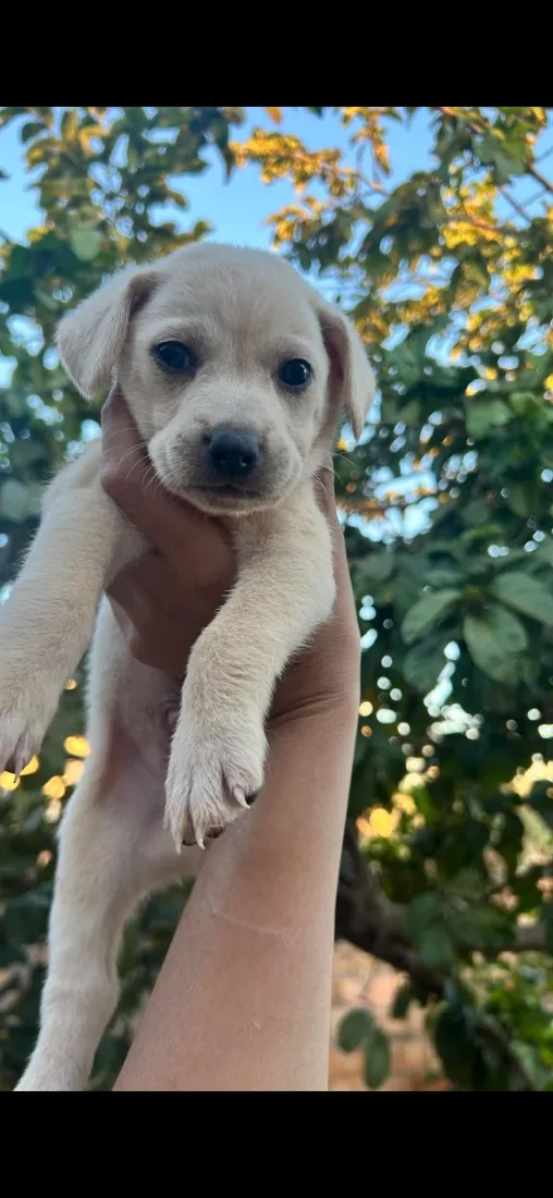 Cachorro raça SRD-ViraLata idade Abaixo de 2 meses nome Amora